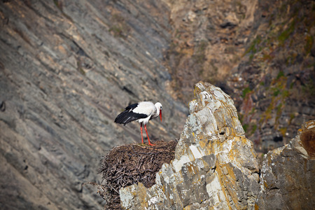 Stork on a Cliff at Western Coast of Portugalの写真素材