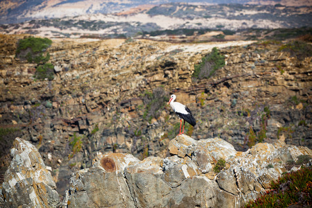 Stork on a Cliff at Western Coast of Portugal