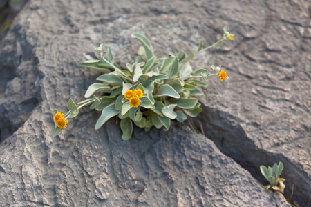 Yellow Wild Flowers Growing in a rock crack  Horizontal shotの写真素材