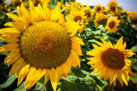 Sunflowers Field  Close Up  Horizontal shotの写真素材