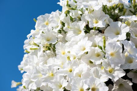 White petunia flowers on bright blue sky background. Horizontal shotの写真素材