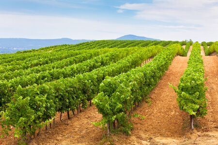 Diminishing rows of Vineyard Field in Southern France. Horizontal shot with selective focus