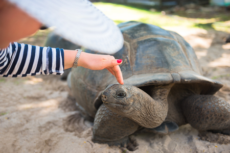 Women touches Aldabran seychelles giant tortoise head at Seychellesの写真素材