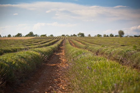Harvested lavender field, Valensole, Provence, France. Selective focusの写真素材