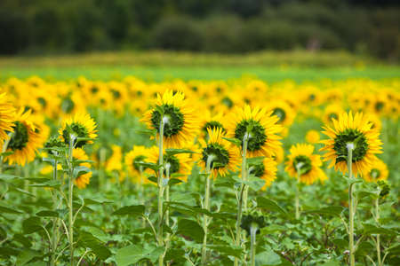 Sunflowers Field in the countryside. Horizontal shotの写真素材