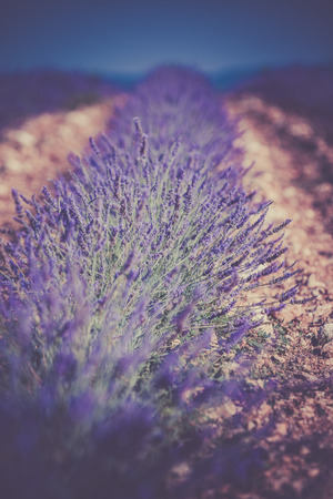 Summer lavender field in Provence, France. Shot with a selective focusの写真素材