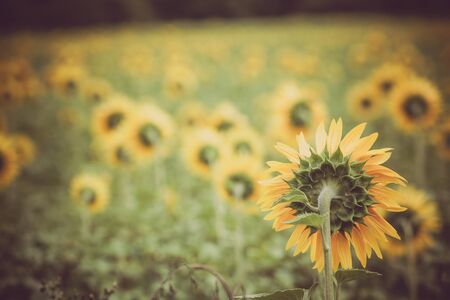 Sunflowers Field in the countryside. Horizontal shotの写真素材
