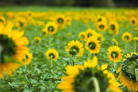 Sunflowers Field in the countryside. Horizontal shotの写真素材