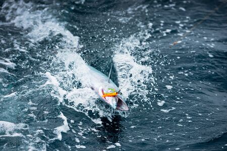 Fish on the hook in the ocean. Fishing from a sailing yacht.の写真素材