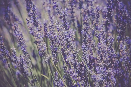 Lavender Bush. Filtered Close Up Shot with selective focusの写真素材