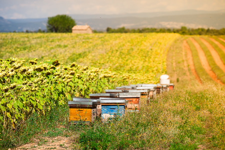 Beehives on the sunflower field in Provence, France. Filtered shotの写真素材