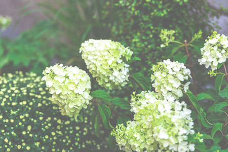 White hydrangea flowers bush in the garden. Misty shot with a selective focusの写真素材
