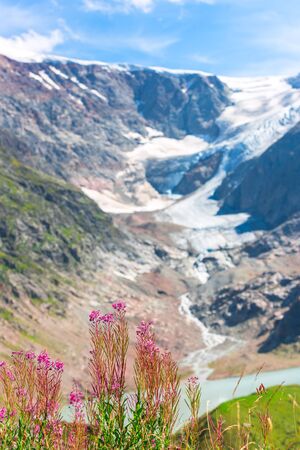 Swiss Apls mountains in summer with wild pink flowers on the foregroundの写真素材