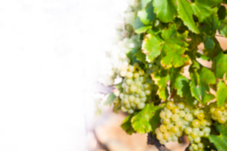 Ripe grapes on branch in the sunshine light. Blur defocused shot with copy spaceの写真素材