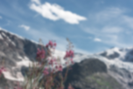 Swiss Apls mountains in summer with wild pink flowers on the foreground. Defocused blur shotの写真素材