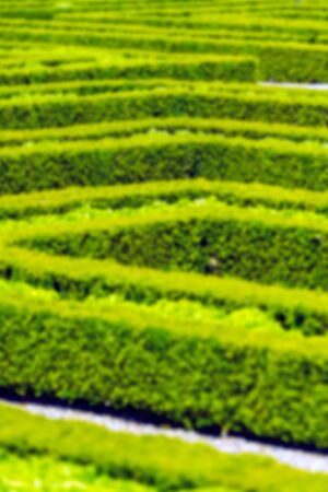 Green hedge labyrinth in french garden. Vertical defocused shotの写真素材