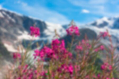 Swiss Apls mountains in summer with wild pink flowers on the foreground. Defocused blur shotの写真素材