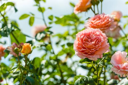 Bush of beautiful pink roses in a garden. Filtered shotの写真素材