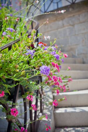 Multicolored flowerbed on a front of a stone building staircase. Shot with a small GRIPの写真素材