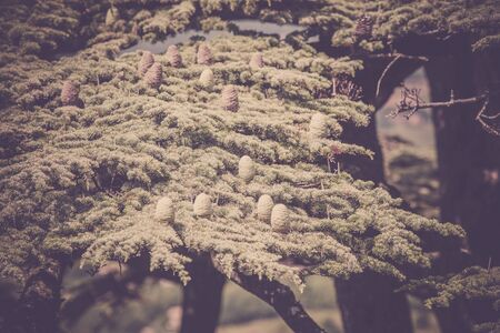 Young shoots of pine trees in the spring forest. Horizontal filtered shot with a selective focusの写真素材