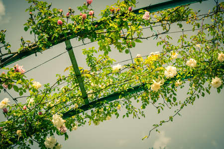 Bush of beautiful climbing roses in a garden. Filtered shotの写真素材