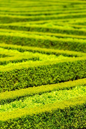 Green hedge labyrinth in french garden. Vertical shot with a selective focusの写真素材