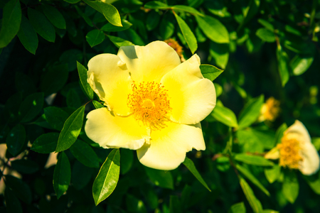 Bush of beautiful yellow dog-roses in a garden. Filtered shotの写真素材