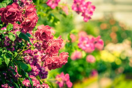 Bush of beautiful roses in a garden. Filtered shotの写真素材