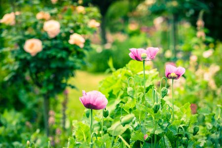 Pink poppies in a summer garden on sunny day. Horizontal shotの写真素材