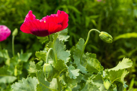 Red poppy in a summer meadow on sunny day. Horizontal shotの写真素材