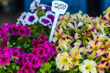 Bright petunia flowers seedlings selling outdoors. Horizontal shotの写真素材