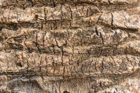 old dry palm tree rind texture close up