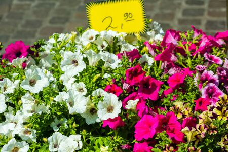 Bright petunia flowers seedlings selling outdoors. Horizontal shotの写真素材