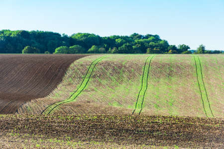 Agricultural field on a hill with young sprouts. Horizontal shotの写真素材