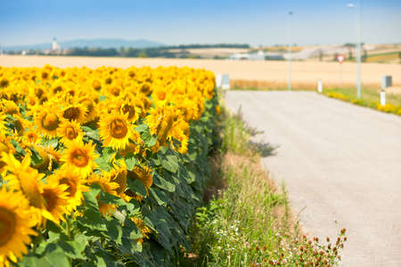Sunflowers Field view. Shot with a selective focusの写真素材