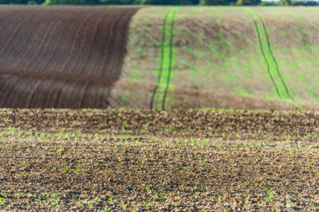 Agricultural field on a hill with young sprouts. Horizontal shotの写真素材