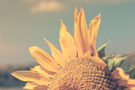 Sunflower Close up. Filtered shot with a selective focusの写真素材