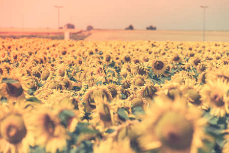 Bright Summer Sunflowers Field. Horizontal filtered shot