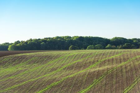 Agricultural field on a hill with young sprouts. Horizontal shotの写真素材