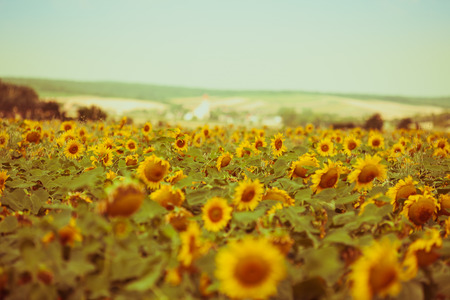 Bright Summer Sunflowers Field. Horizontal filtered shotの写真素材