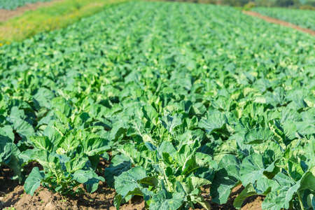 Cultivated field: fresh green salad bed rows. Shot with a selective focusの写真素材