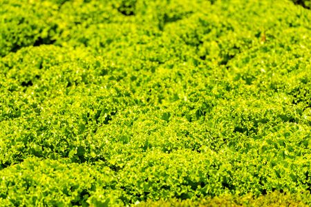 Cultivated field: fresh green salad bed rows. Shot with a selective focusの写真素材