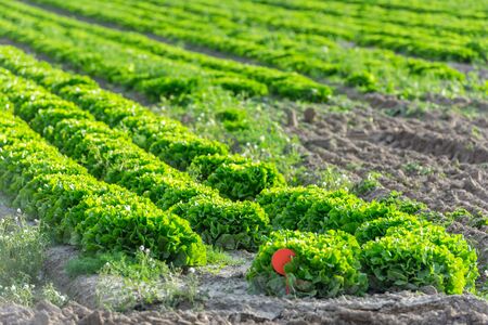 Cultivated field: fresh green salad bed rows. Shot with a selective focus