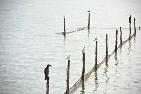 Northern Sea landscape: still water and birds on wooden postsの写真素材