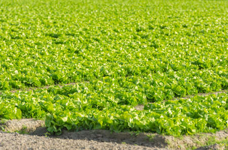 Cultivated field: fresh green salad bed rows. Shot with a selective focusの写真素材
