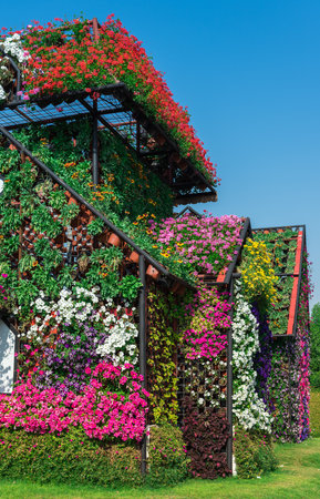 UAE, DUBAI - DECEMBER 30: dubai miracle garden with over million flowers on a sunny day December 30, 2014のeditorial素材