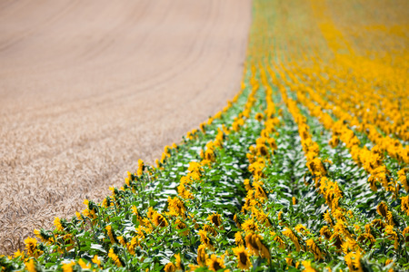Cereal and Sunflowers Fields view. Filtered shot with a selective focus