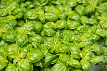 Homegrown green basil pots at the farm marketの写真素材