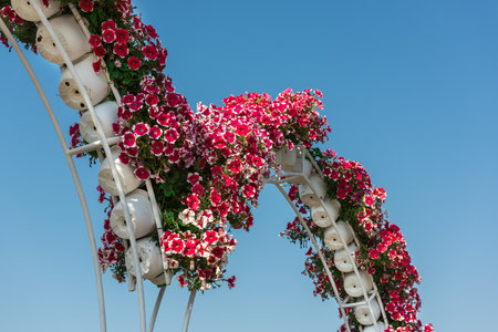 UAE, DUBAI - DECEMBER 30: dubai miracle garden with over million flowers on a sunny day December 30, 2014のeditorial素材