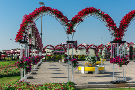 UAE, DUBAI - DECEMBER 30: dubai miracle garden with over million flowers on a sunny day December 30, 2014のeditorial素材